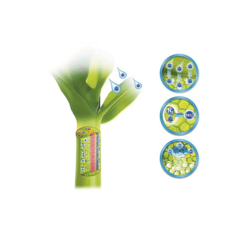 Fitolivos Bactim Endofix