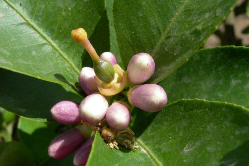 Fitolivos Citrinos