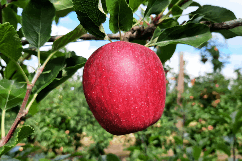 Fitolivos Fruticultura