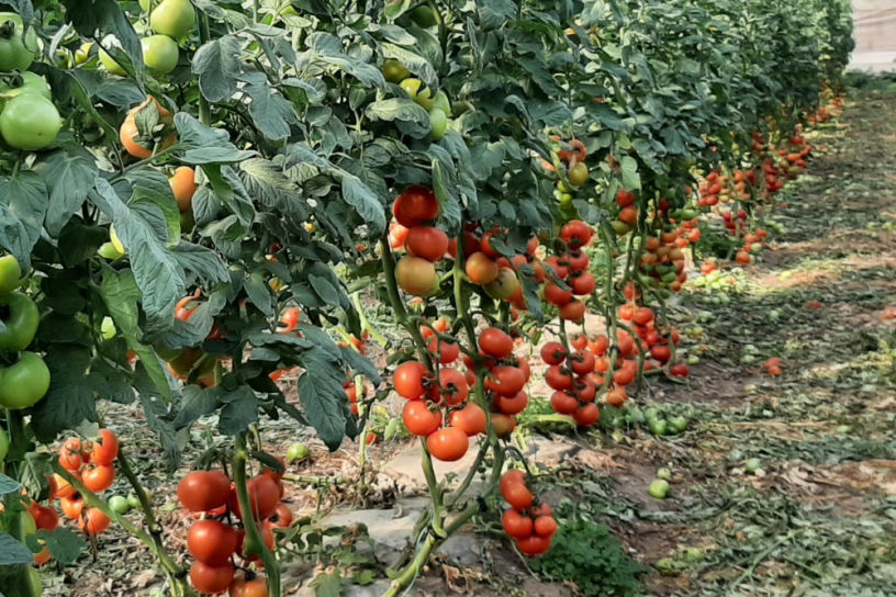 Fitolivos Hortícolas