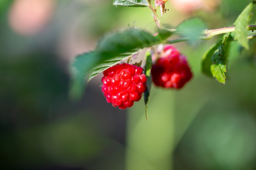 Fitolivos Frutos Vermelhos
